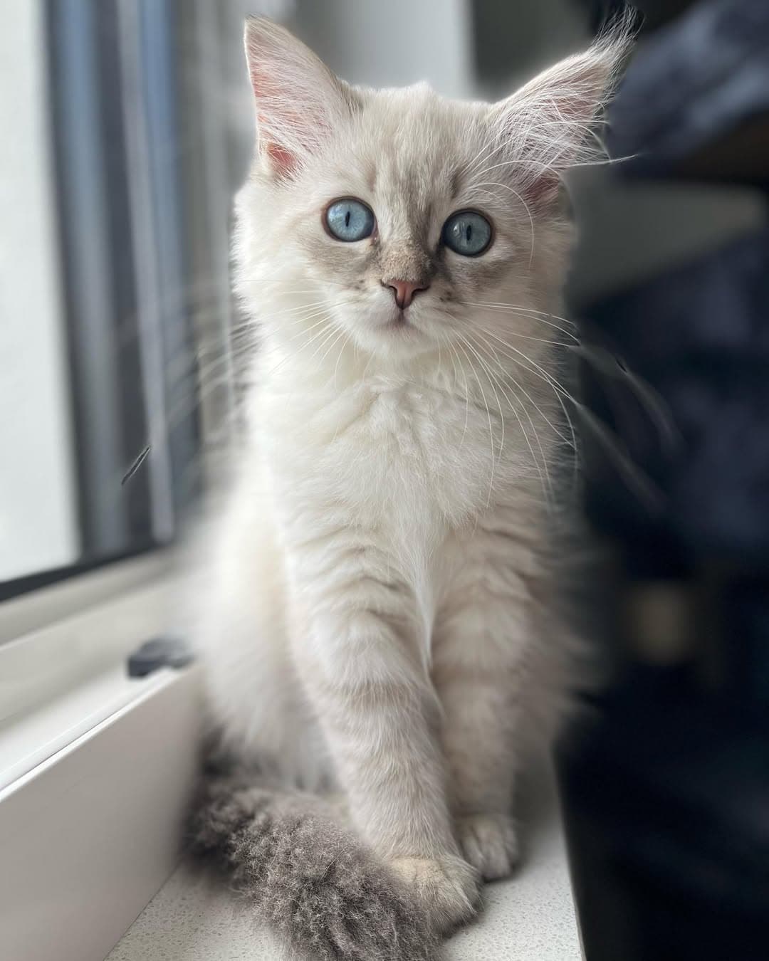 Mia